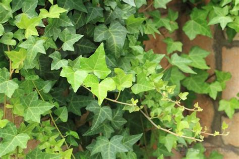 室外耐陰植物|日陰で育てられる植物50選！日当たりの悪い場所でも。